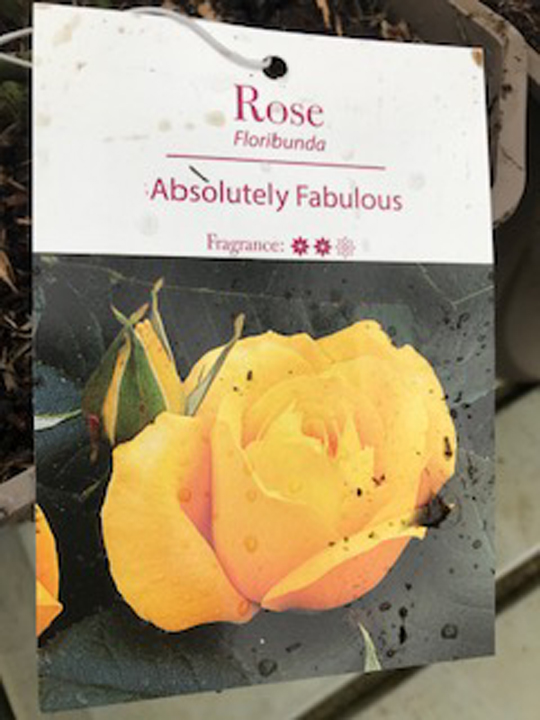 Floribunda - Absolutely Fabulous